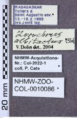 Etiketten zu Agriotes peregrinus (NHMW-ZOO-COL-0010086)